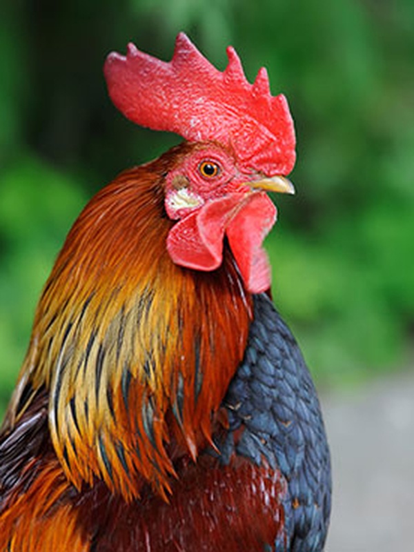 Reginald Fowl